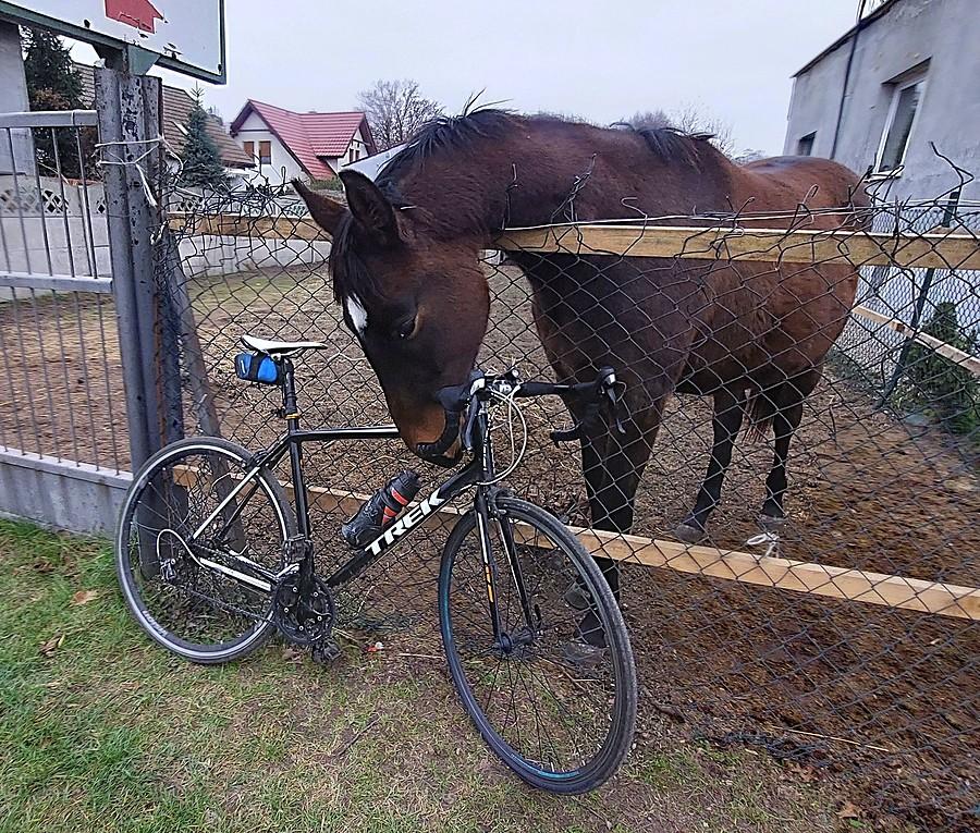 Konik próbuje wsiąść na rower :)