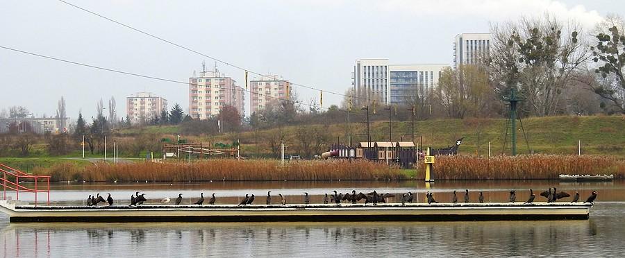 "Wyspa" kormoranów na poznańskiej Malcie