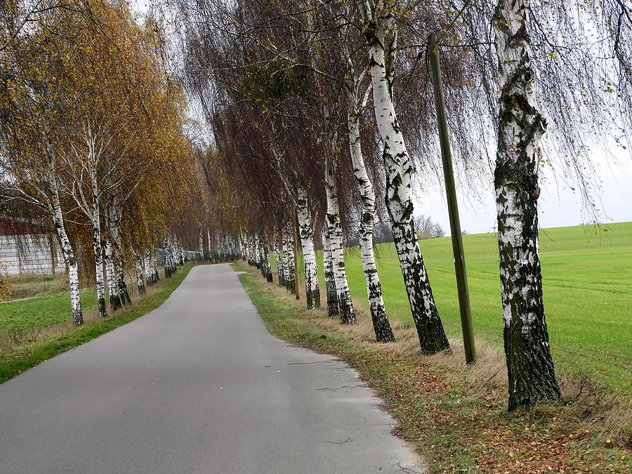 Brzozowa końcówka drogi Blankensee - Bismark.