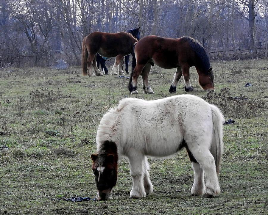 Na pastwisku pod Bukiem - konie.Kurnik pod Płochocinem.