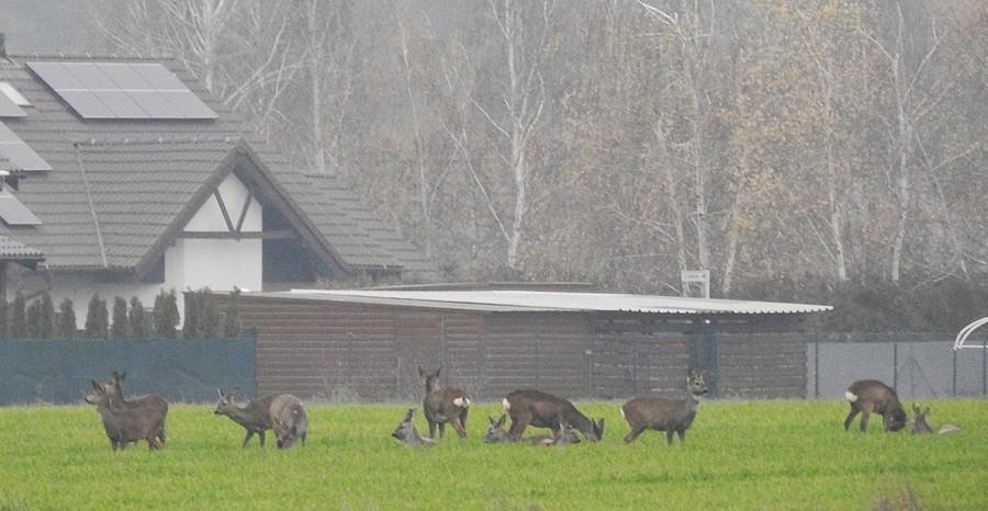 Sarenki pod płotem