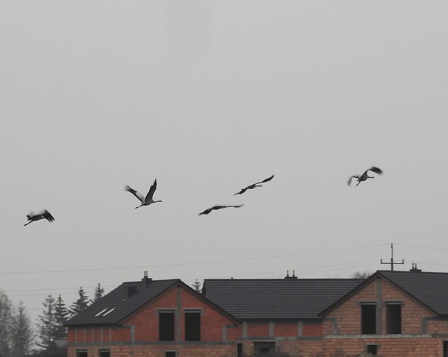 Żurawie nad ruinami. Czy tam nowymi budynkami :)