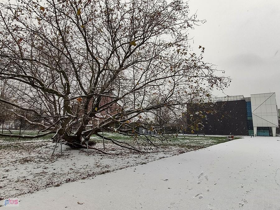 Platan przy Domu Kultury Ursynów