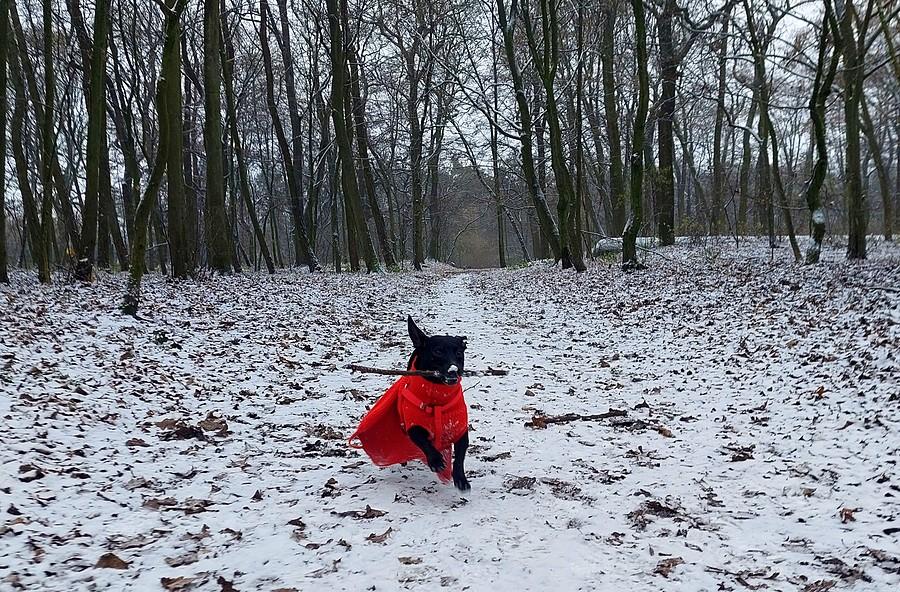 Batman leci przez Dębinę :)