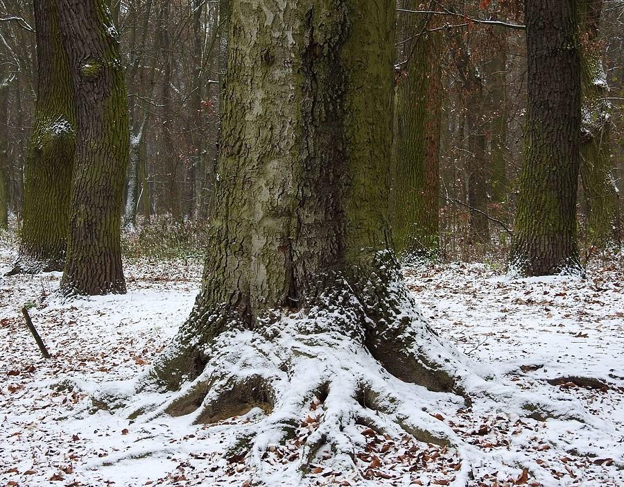 Zaśnieżony olbrzym