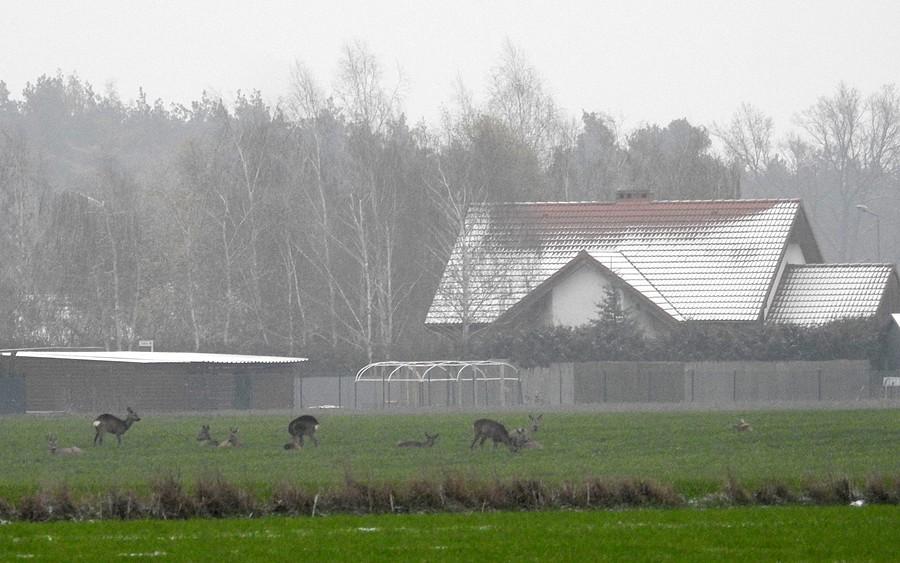 Sarenki zimową porą