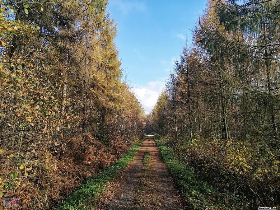 Las Wieszgór