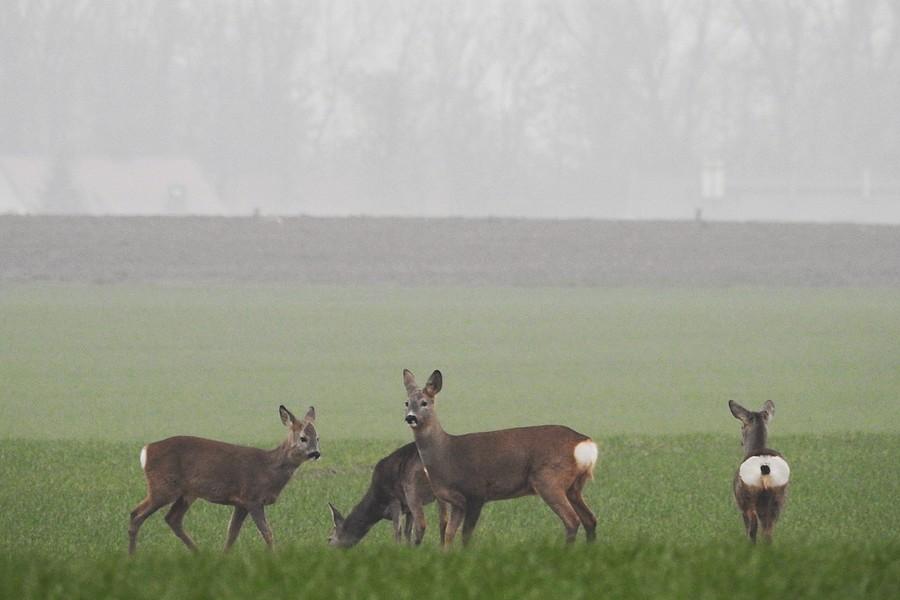 Zbliżenie na sarenki