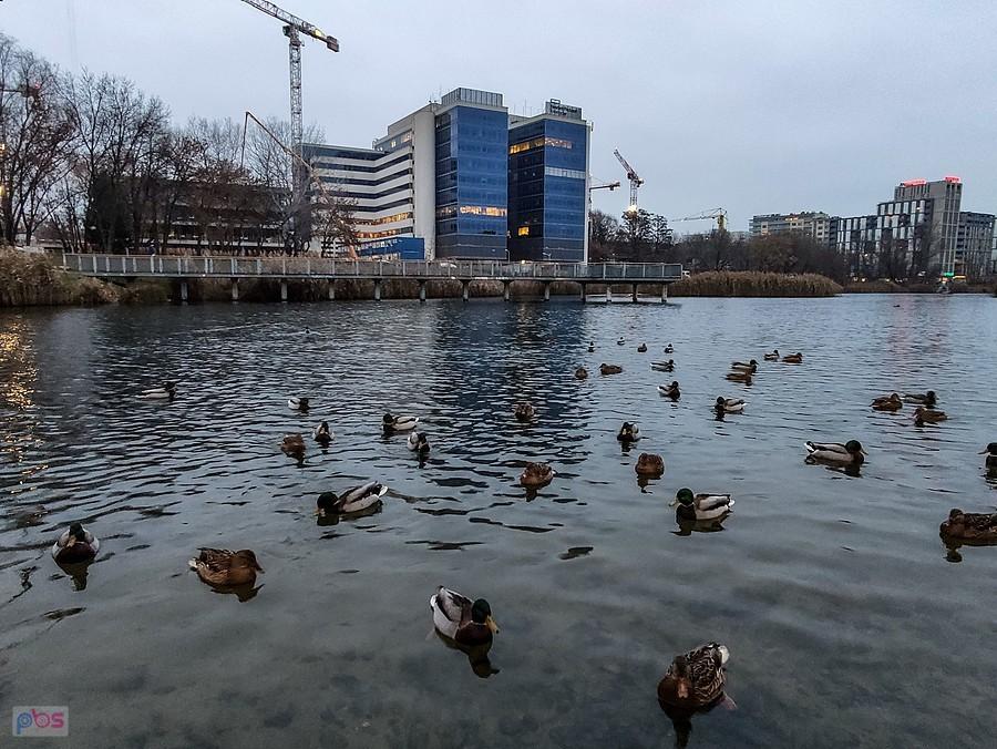 Kaczki na Stawie Służewieckim