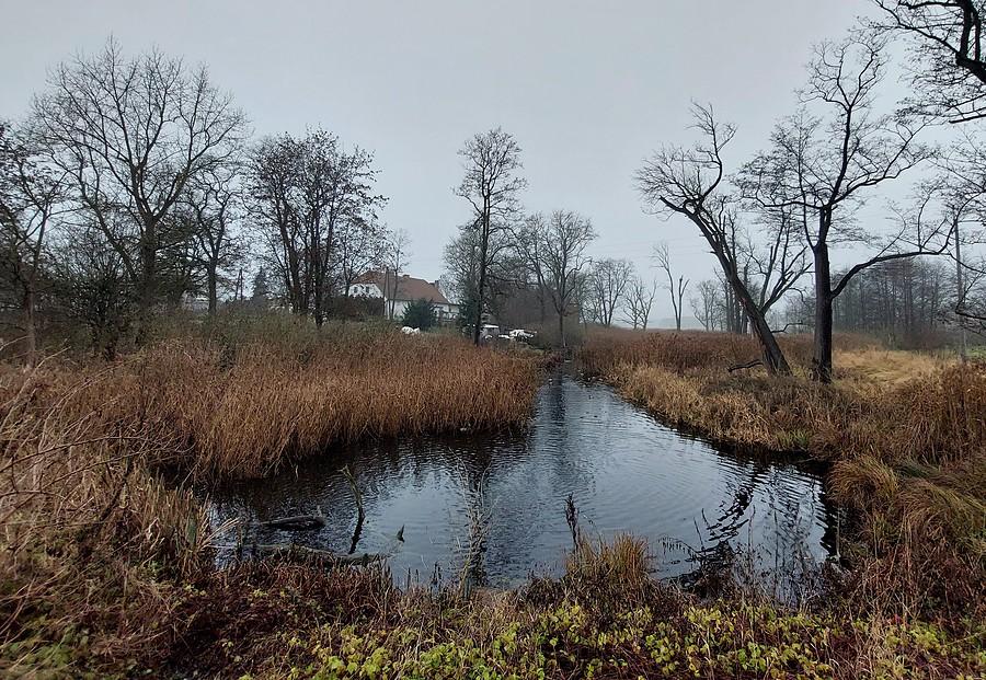 Szare już bagienko w Trzcielinie