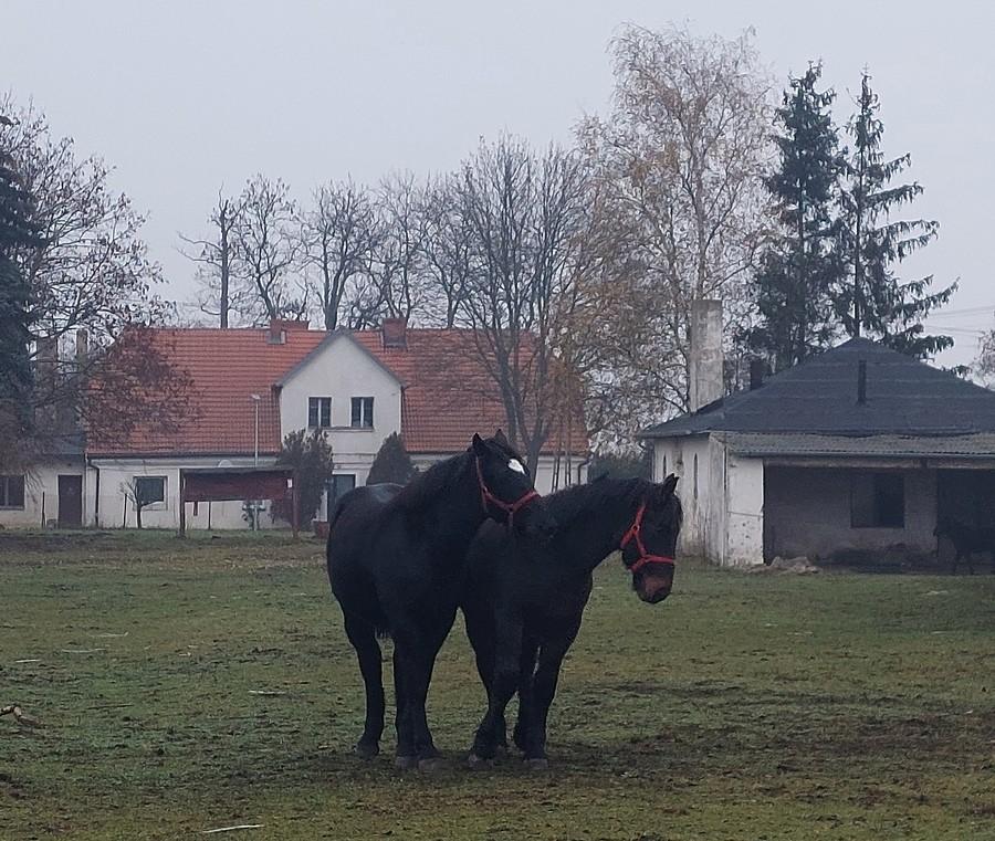 Malownicze koniki z Trzcielina