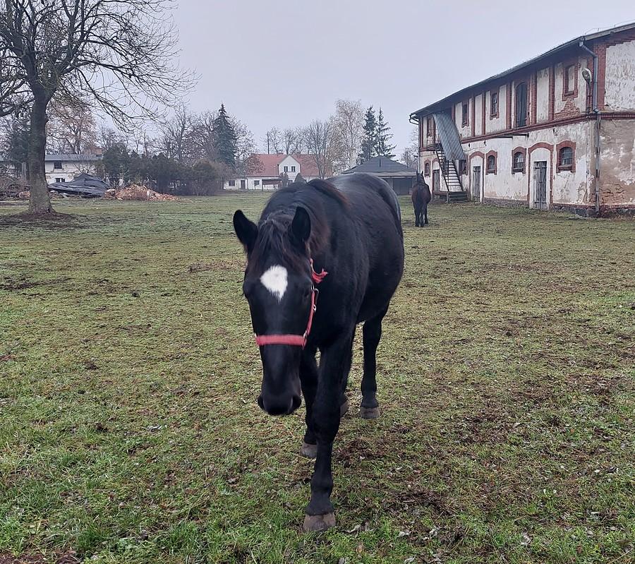 Idzie chętny do głaskanka