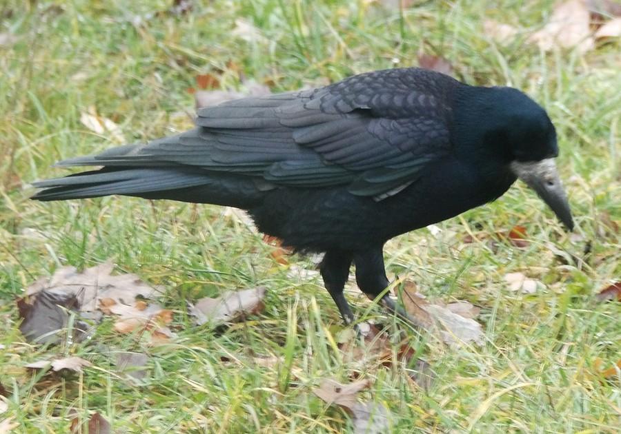 Skupiony na poszukiwaniach gawron