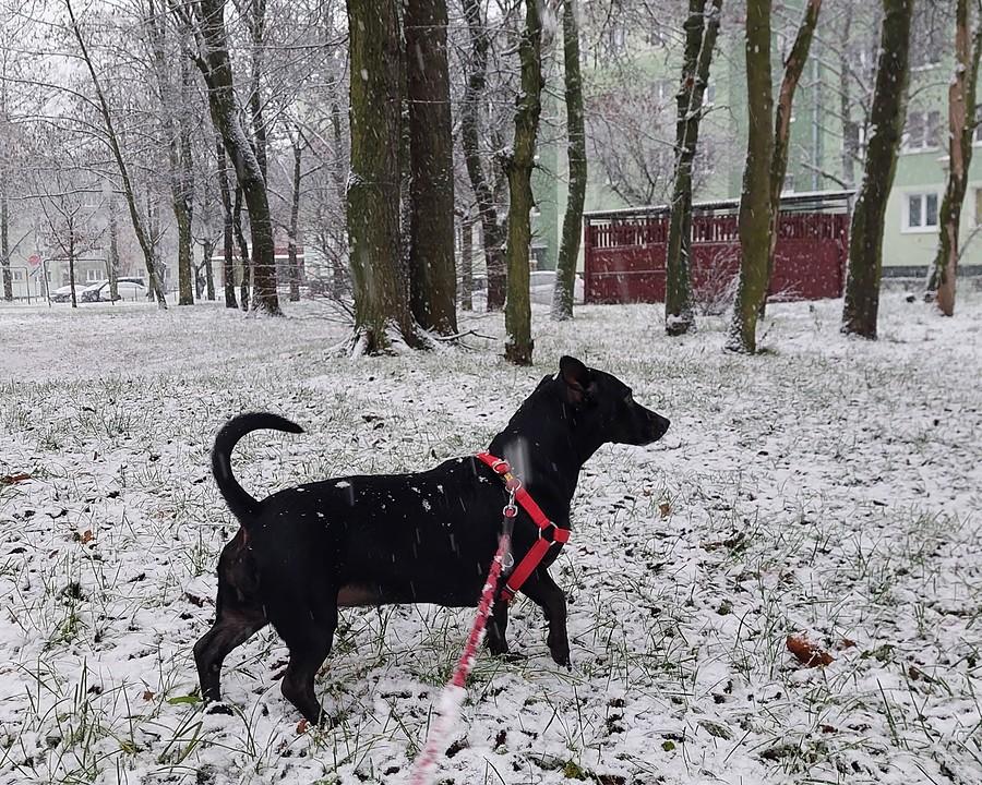 Pies na śnieżnej warcie :)