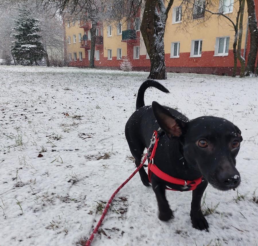 Śniegomiłośniczka
