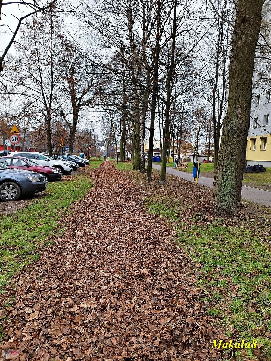 Dobre miejsce na zbieranie liści