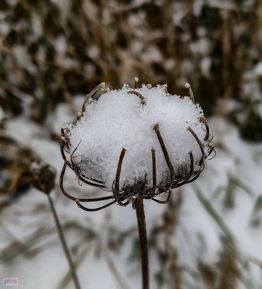 Śnieżny kwiatek