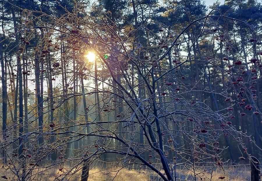 Mroźne przebłyski słońca