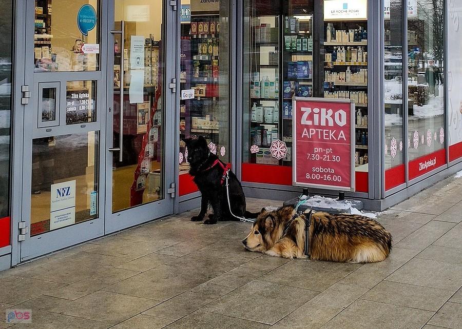 Pieski czekają, bo nie mają maseczek