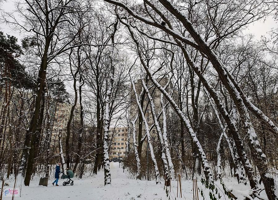 Niewielki park na Natolinie o nazwie Lasek Brzozowy