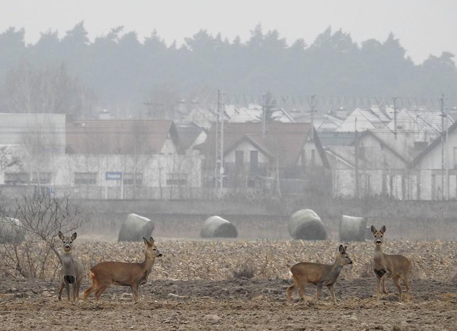 Agrosarenki z okolic Gołusek