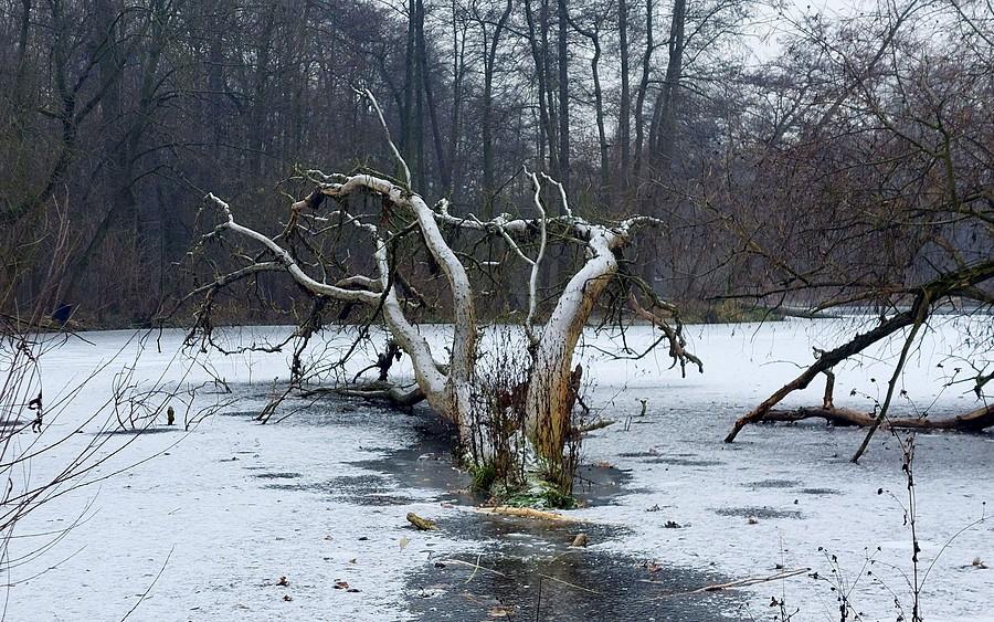 Zamrożony potwór z Dębiny :)