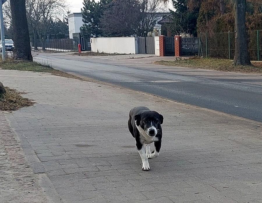 "Pędzi" piesek :)