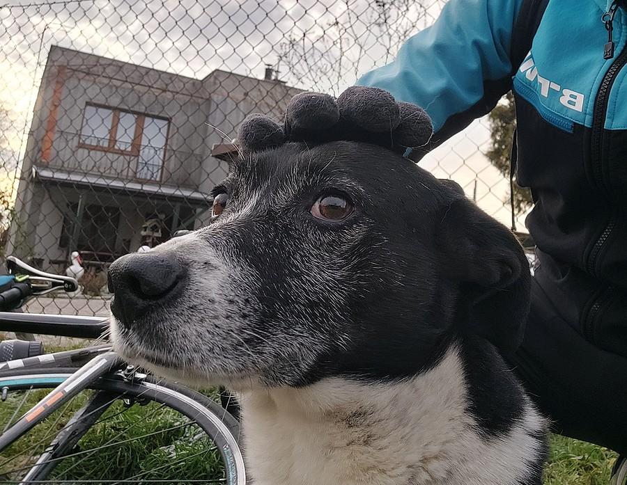 Kolejny wygłaskany piesek :)