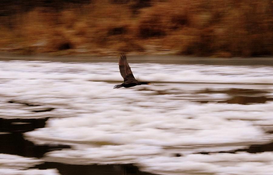 Kormoran leci nad zamarzniętą Wartą