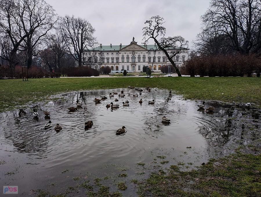 W Ogrodzie Krasińskich staw zamarzł, ale jest kałuża po roztopionym śniegu