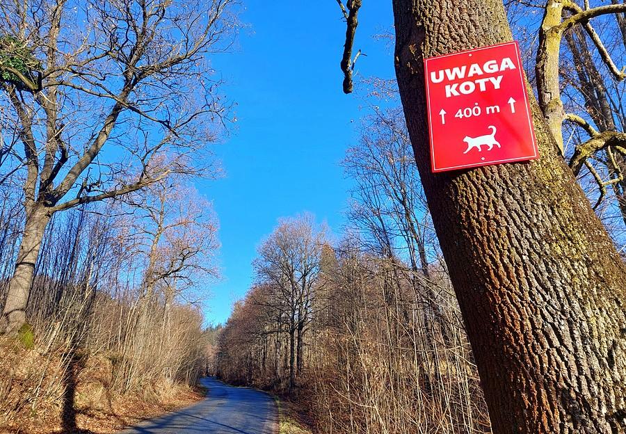 Uwaga, 400 metrów kotów :)