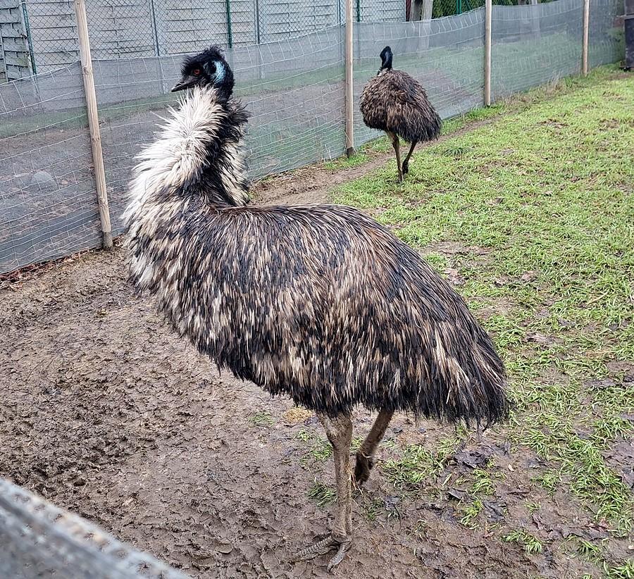 Emu razy dwa