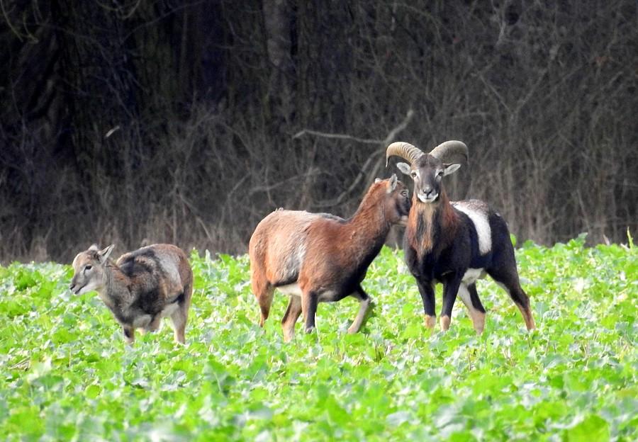 Muflonie trio
