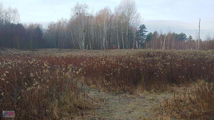 Kampinos