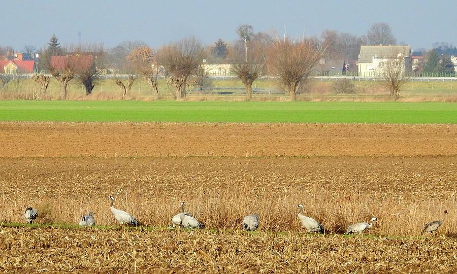 Spore stadko żurawi