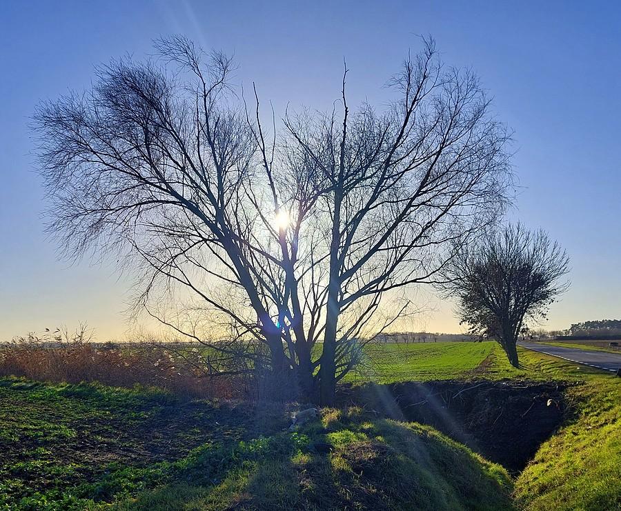 Na łąkach w okolicach Dopiewa