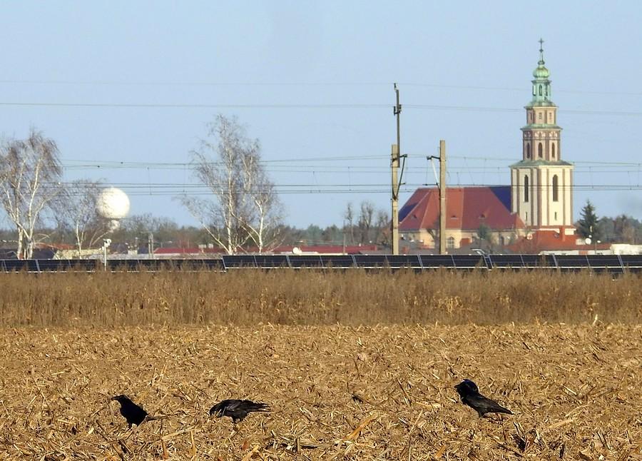 Panorama Skórzewa z krukami