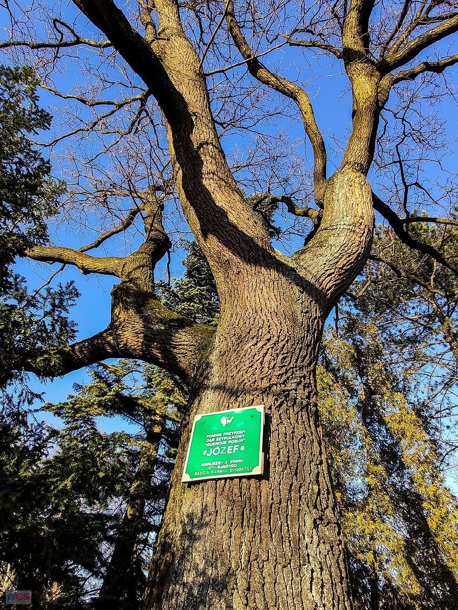 Dąb Józef na terenie starego kampusu SGGW
