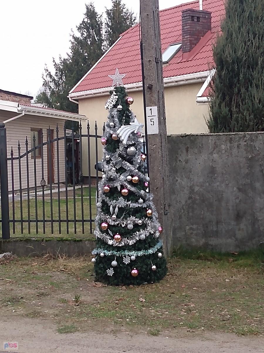 Choinki przy Trakcie Królewskim - pierwsza