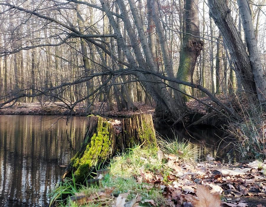 Cisza i spokój na Dębinie