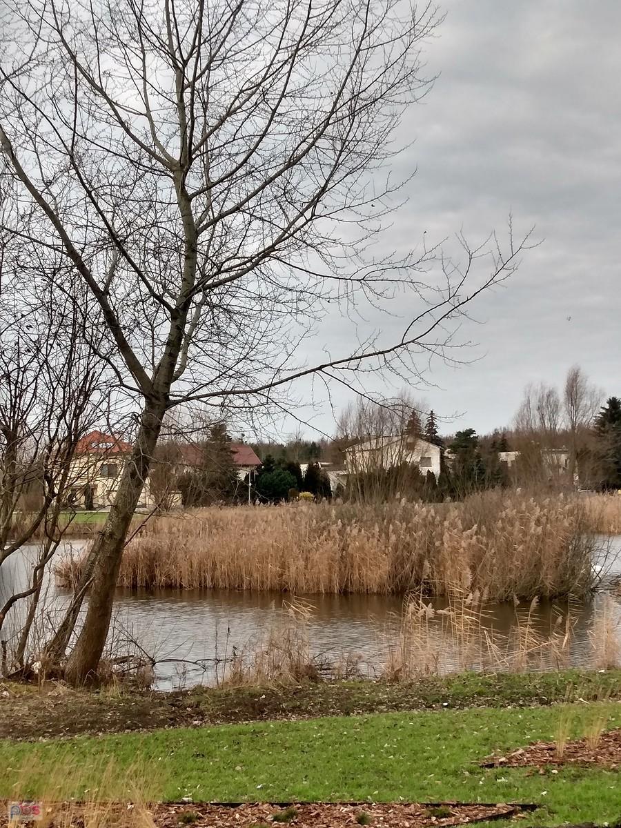 Staw w Bliznem