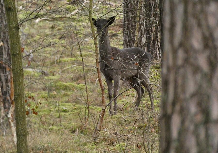Znów spotkałem czarnego kozła
