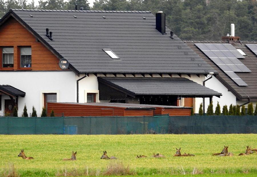 Odpoczywające sarenki