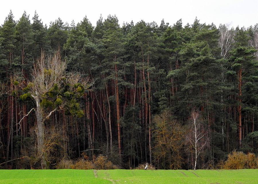 Landszafcik z żurawiem