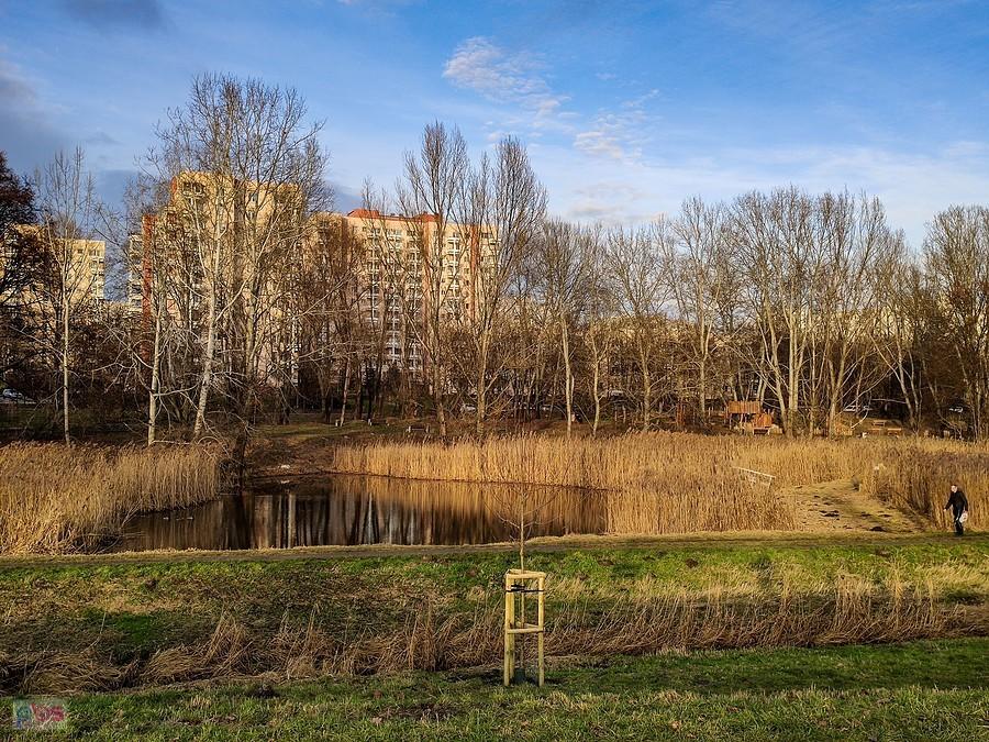 Jeden ze stawów w Dolince Służewskiej