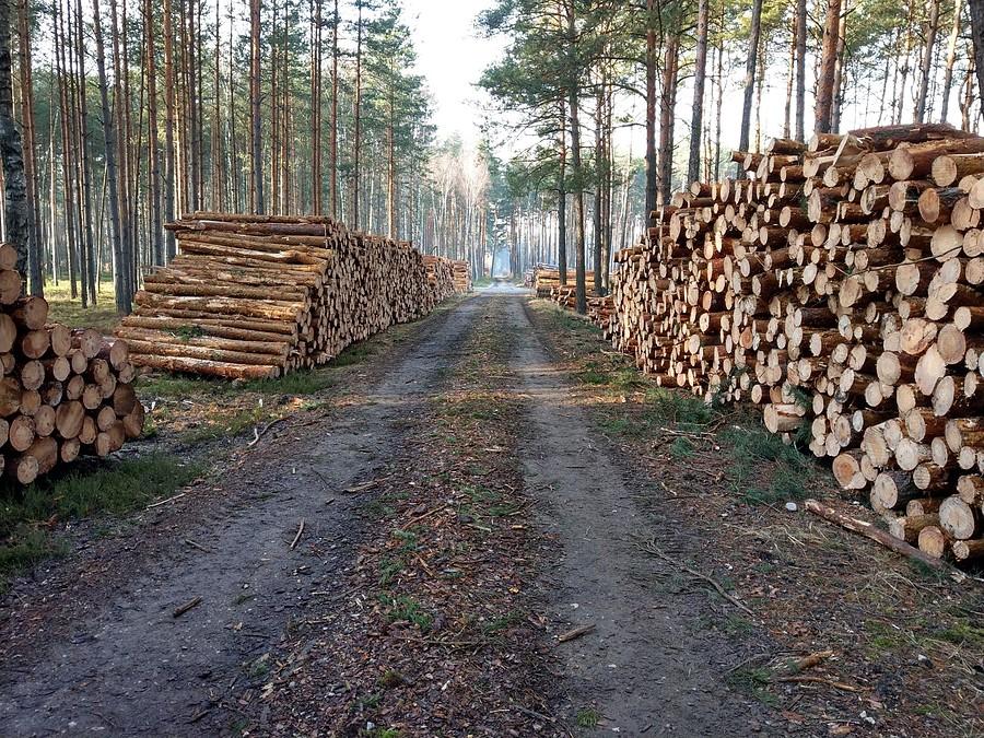A oczom ich ukazał się las ... wycięty las