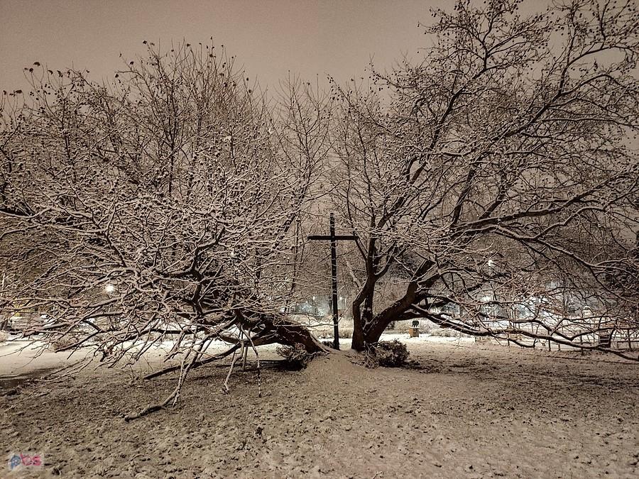 Krzyż i platany