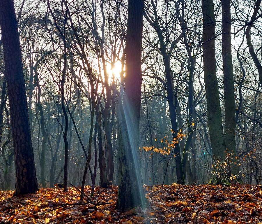 Słońce prześwitujące w Puszczykowie
