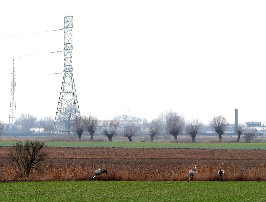Landszafcik z żurawiami