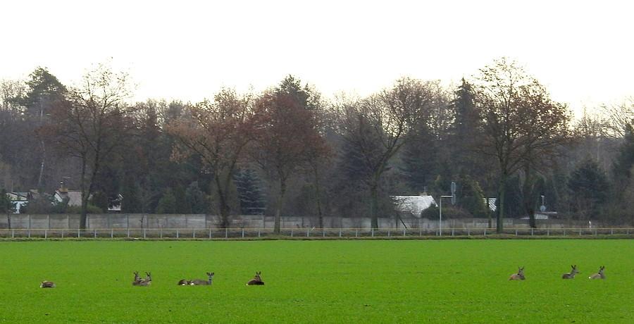Stadko sarenek z Komornik